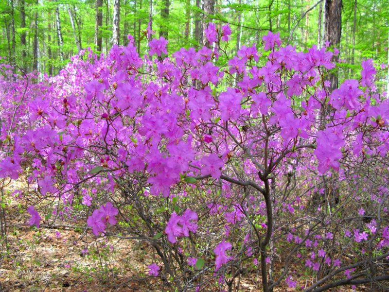 Забайкальский багульник (рододендрон Даурский)