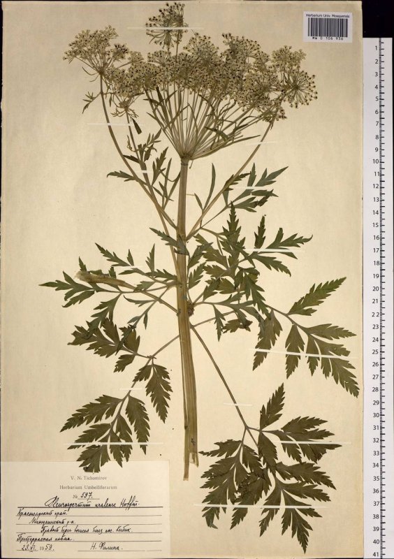 Pleurospermum uralense Hoffm