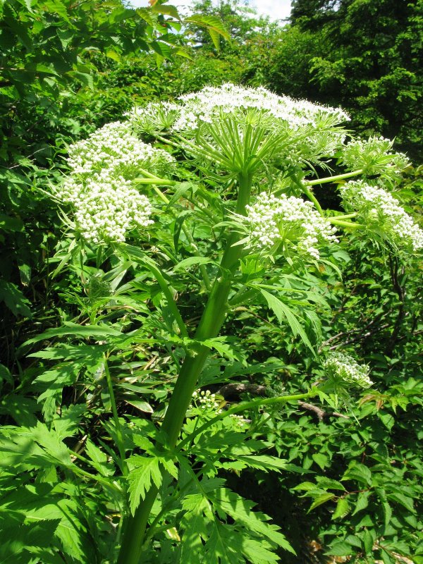 Angelica Sylvestris