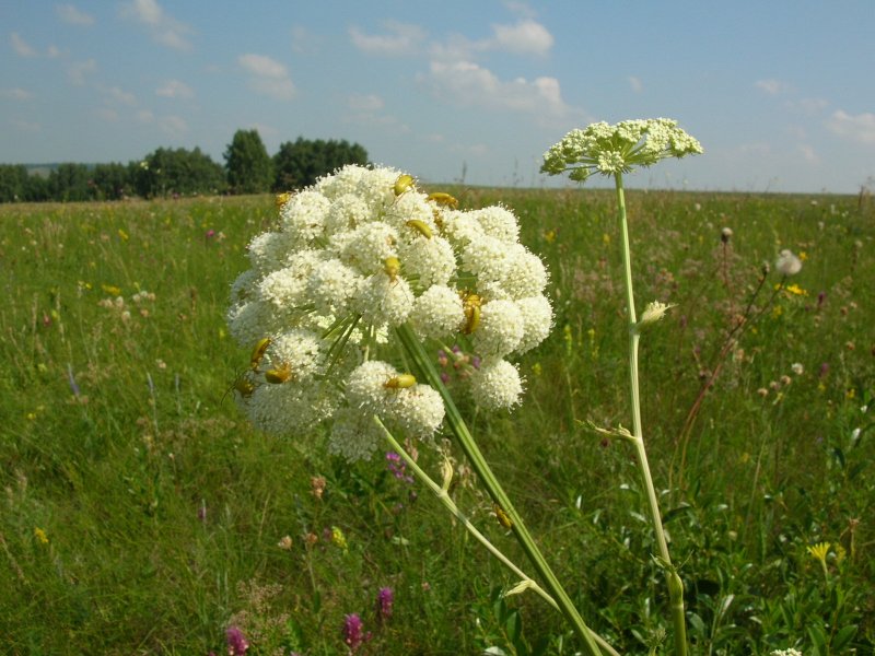 Курай, дягиль, борщевик