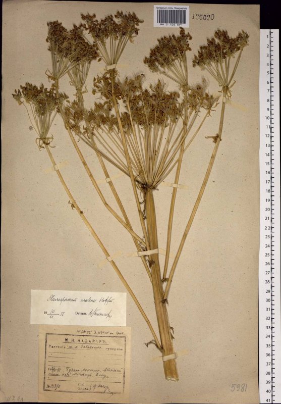 Реброплодник Уральский - Pleurospermum uralense Hoffm.