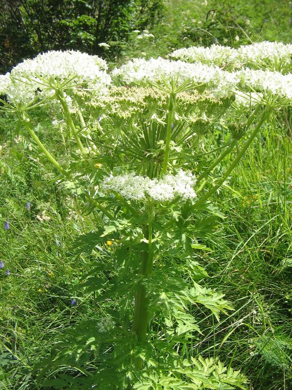 Борщевик Heracleum