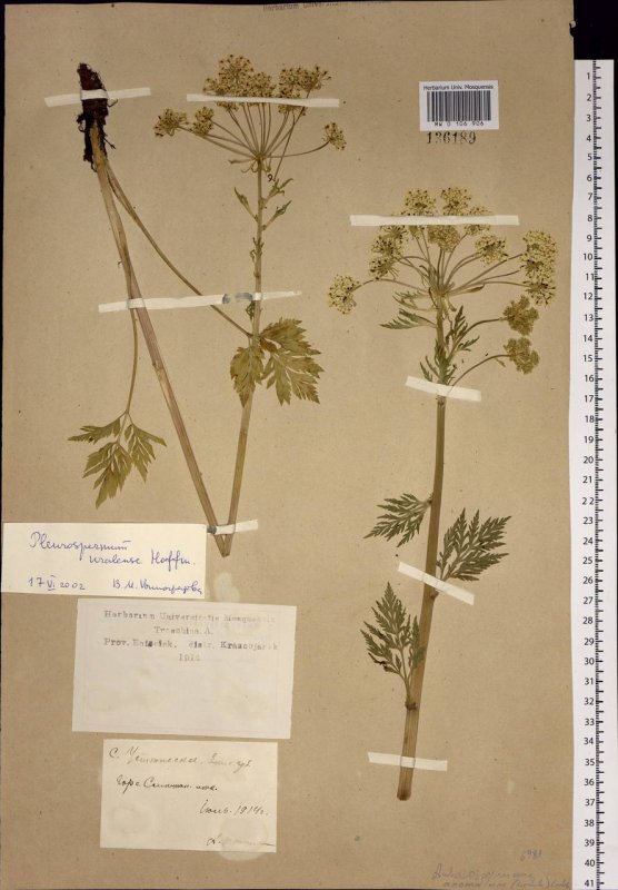 Реброплодник Уральский - Pleurospermum uralense Hoffm.