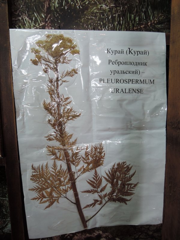 Реброплодник Уральский - Pleurospermum uralense Hoffm.