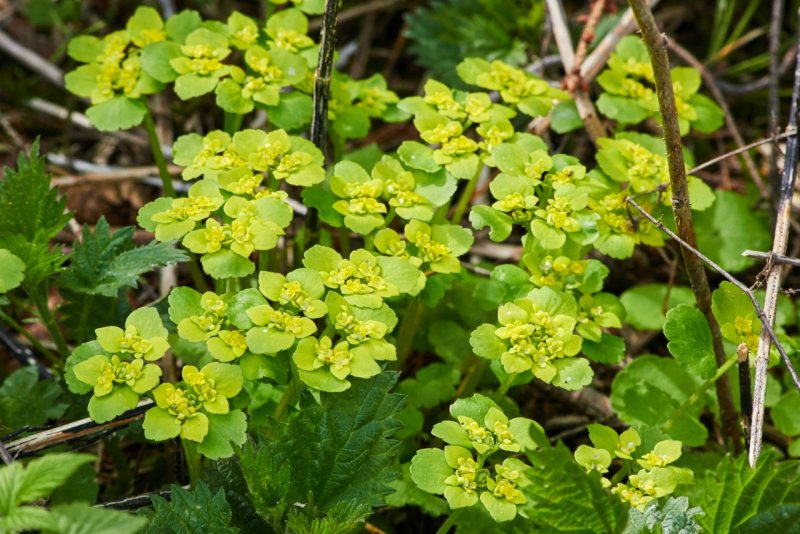 Chrysosplenium alternifolium