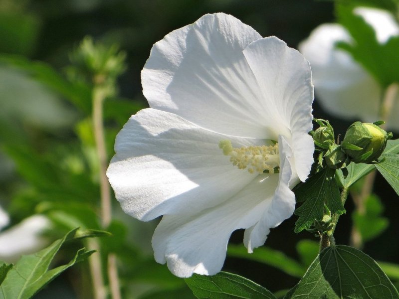 Гибискус сирийский, кетмия – Hibiscus