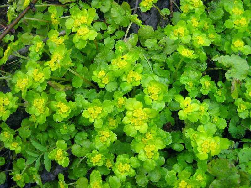 Chrysosplenium pilosum