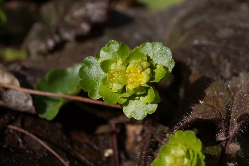 Chrysosplenium alternifolium