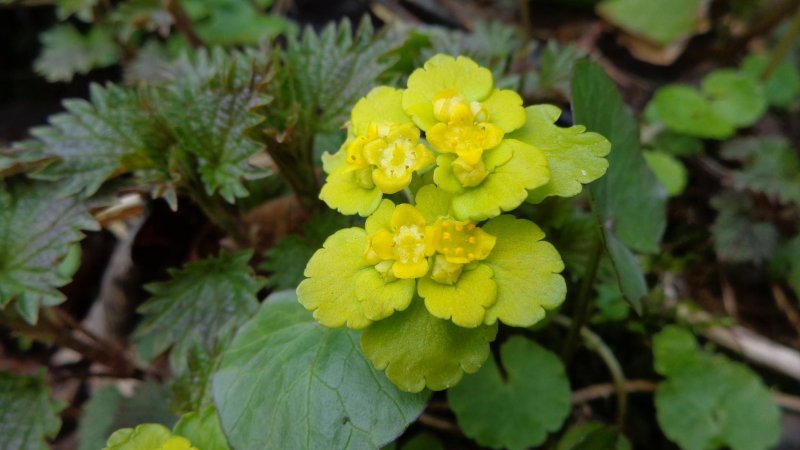 Chrysosplenium alternifolium