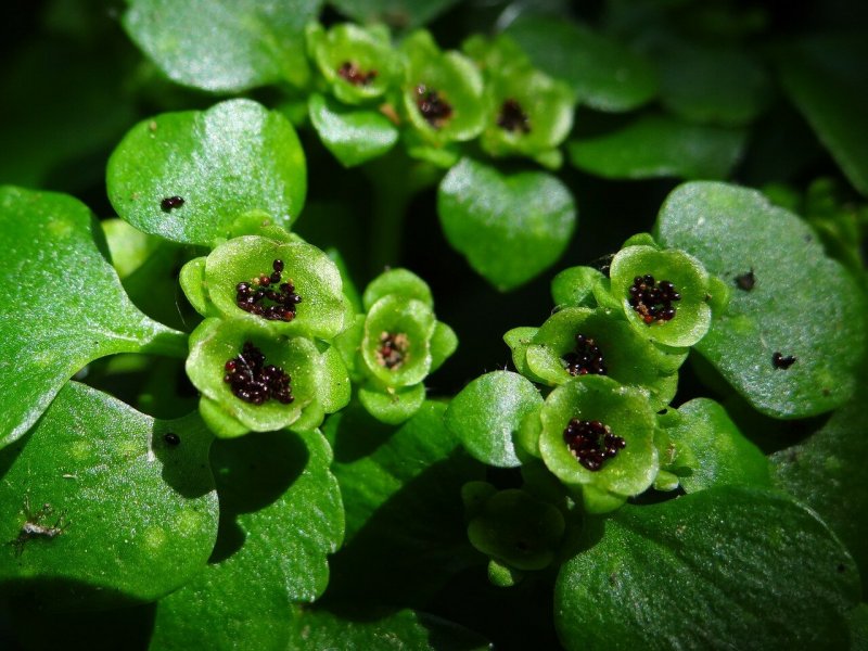Chrysosplenium alpinum