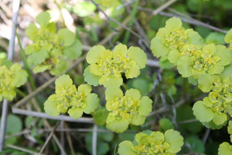 Селезеночник очереднолистный Chrysosplenium alternifolium l.