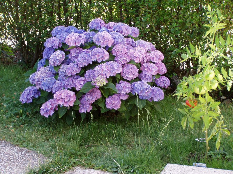 Гортензия Долли (20-40см/с3,5)