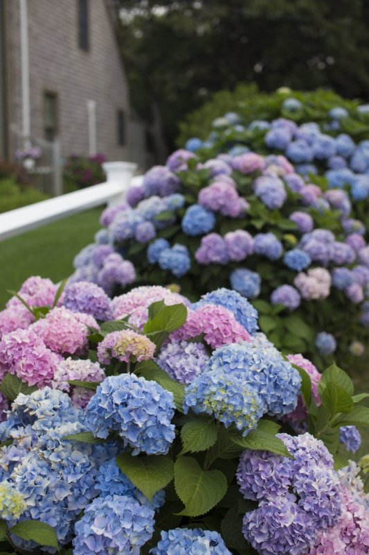 Гортензия метельчатая (Hydrangea paniculata `Dolly`)