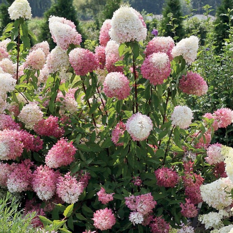 Гортензия метельчатая Долли (Hydrangea paniculata Dolly)