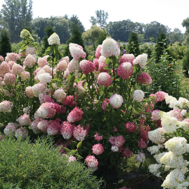Гортензия Hydrangea – Zinfin Doll