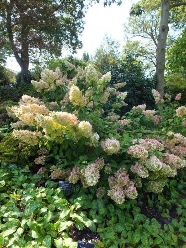 Гортензия метельчатая (Hydrangea paniculata Dolly) с2, шт
