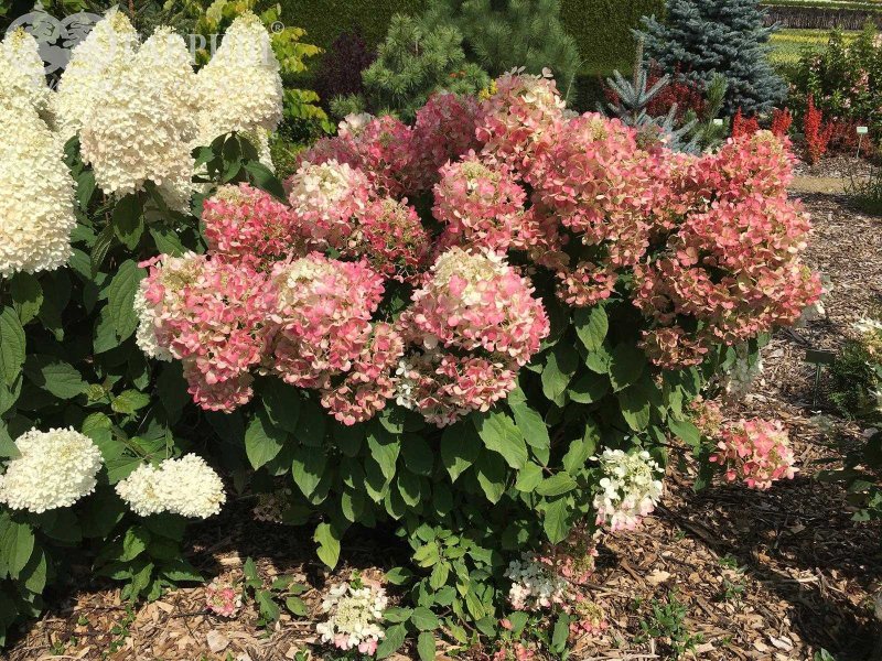 Гортензия метельчатая `Perle de Festival`