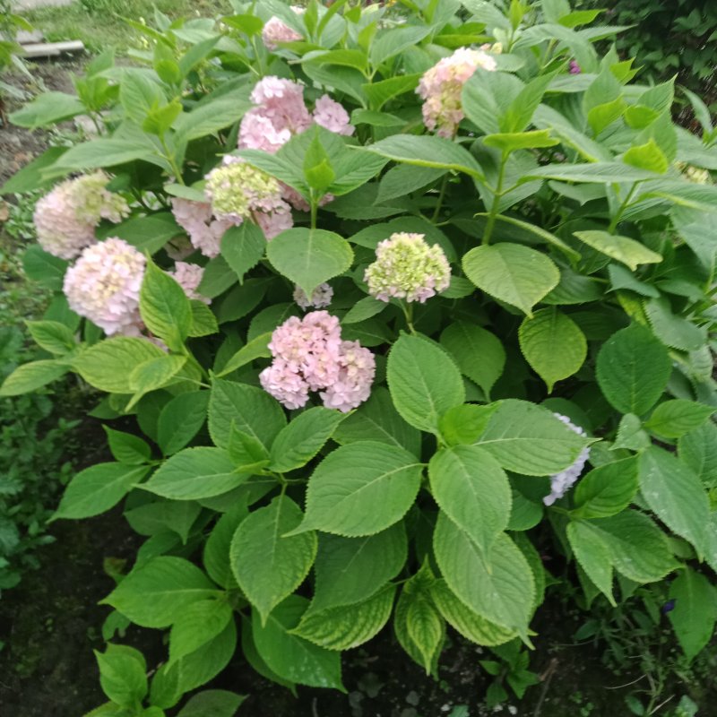 Гортензия метельчатая Долли куст