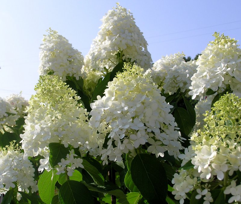 Гортензия метельчатая (Hydrangea paniculata `Dolly`)