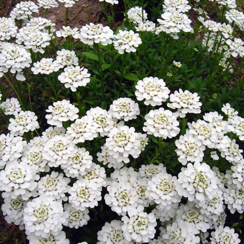 Арабис "variegata"
