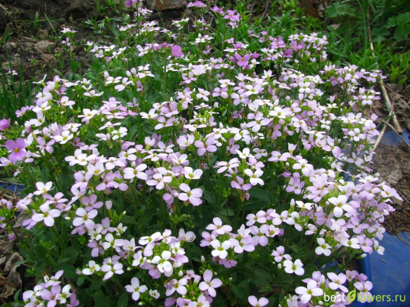 Камнеломка Арендса Carpet Pink