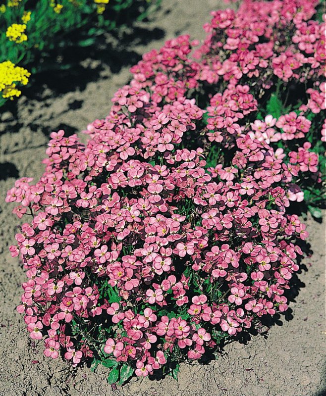 Ясколка войлочная columnae