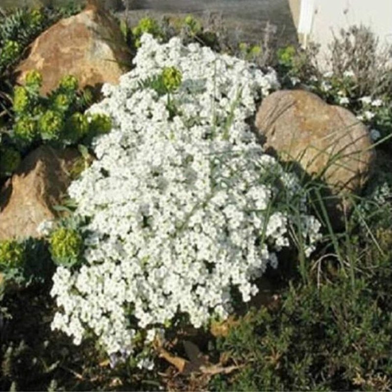 Иберис и Арабис