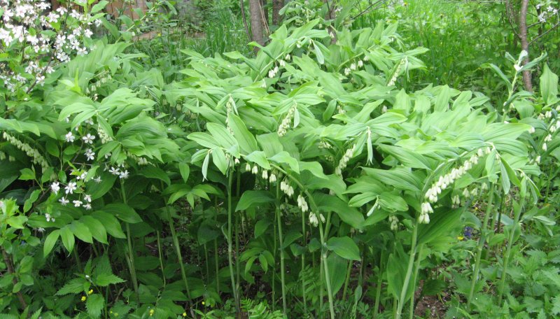 Купена многоцветковая (Polygonatum multiflorum)
