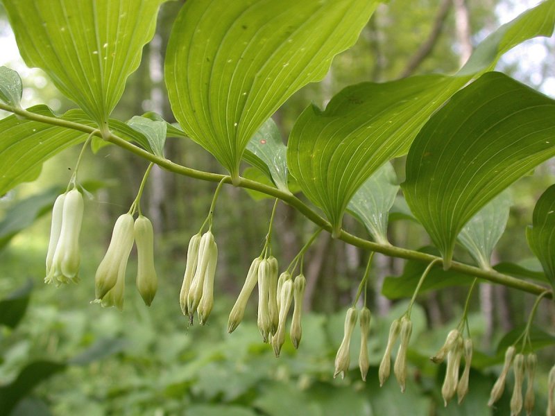 Купена многоцветковая . . . . . С3. . . , Polygonatum multiflorum