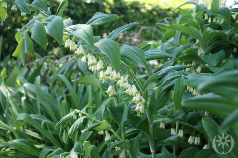Купена (Polygonatum)