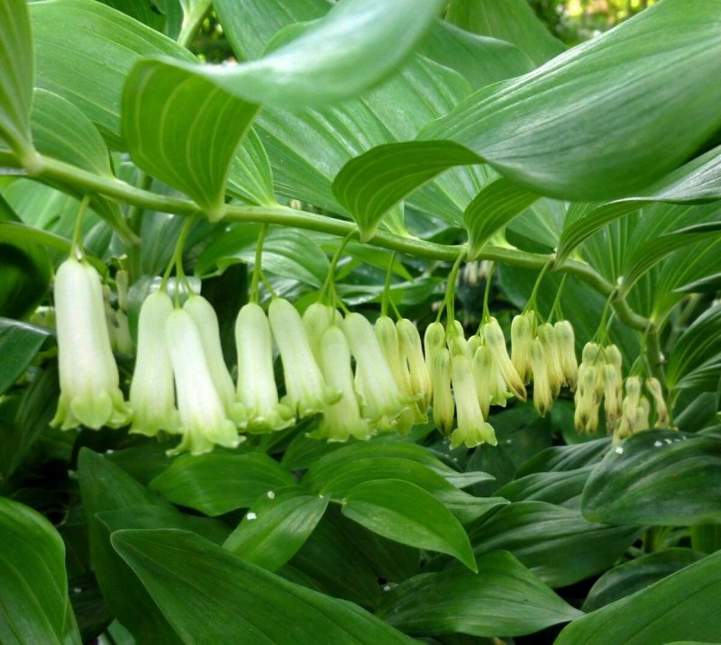 Род купена - Polygonatum
