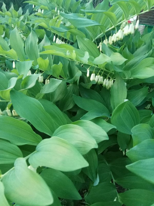 Купена мутовчатая