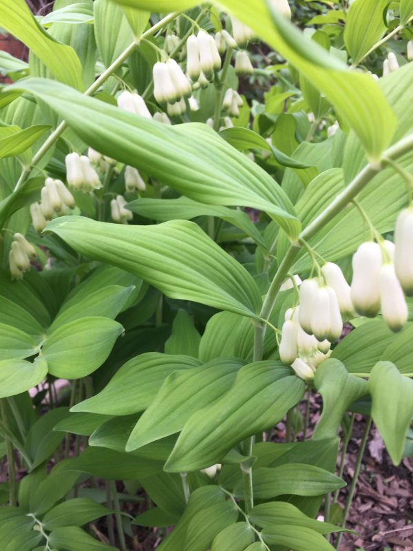 Королевский Ландыш купена