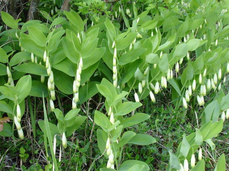 Купена odoratum