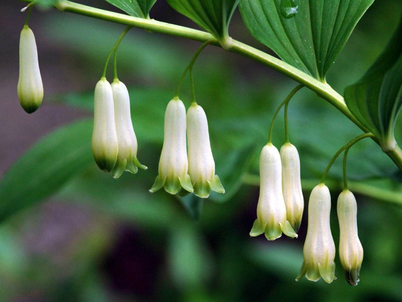 Купена (Polygonatum)