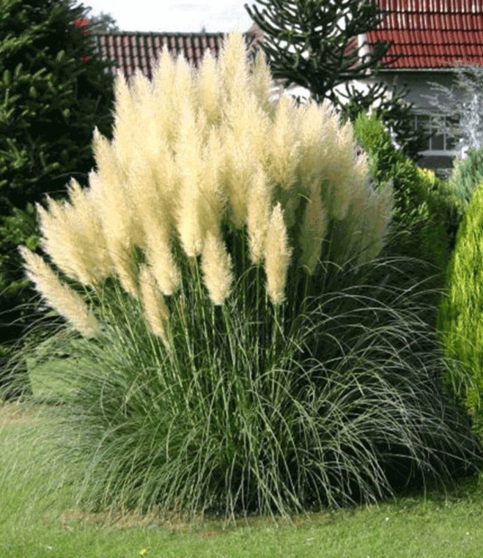 Кортадерия Селло Анна