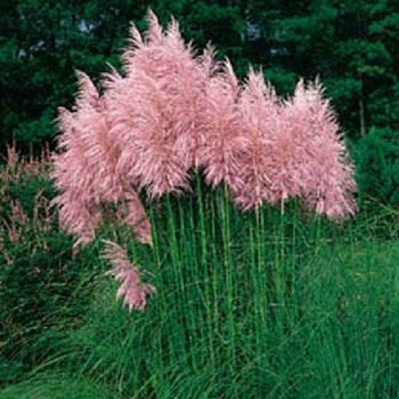 Кортадерия Cortaderia rosea