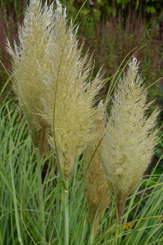 Кортадерия Селло (Cortaderia selloana)