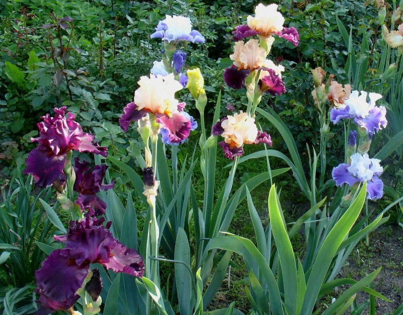Ирис садовый (Iris Hybrid)