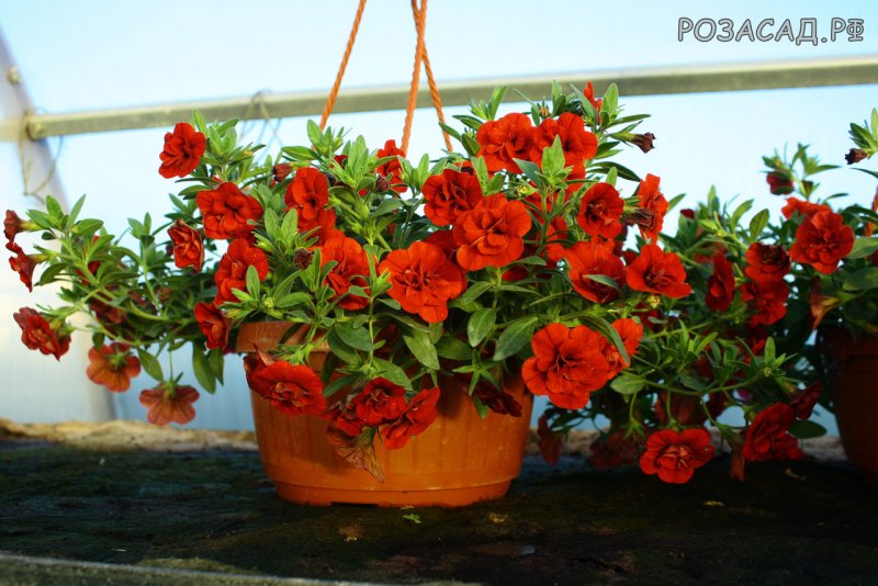 Калибрахоа Calita Double Red