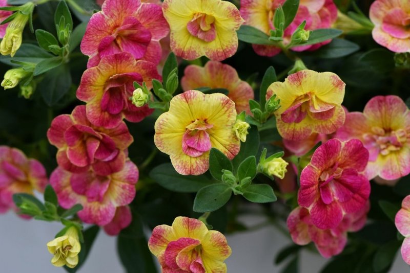 Калибрахоа Double Pink Yellow