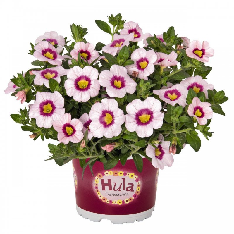 Калибрахоа Hula Soft Pink