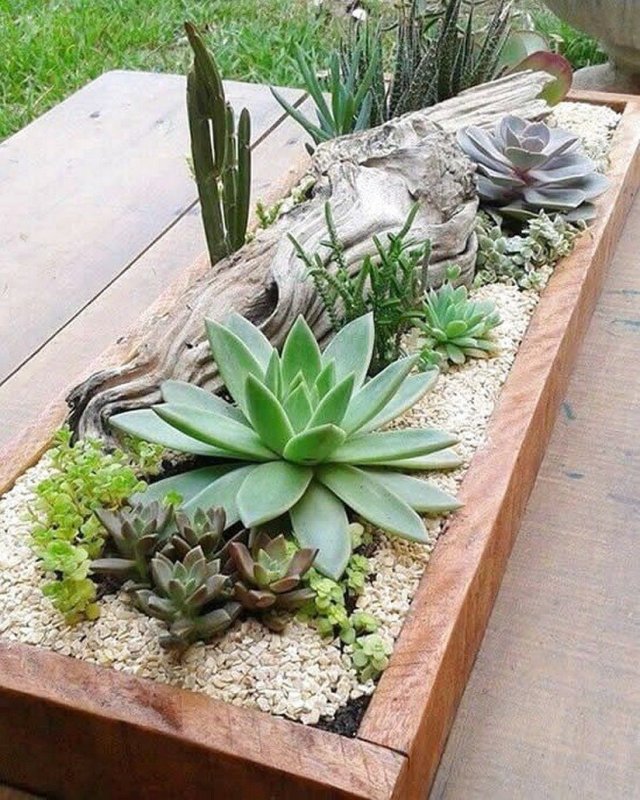 Суккуленты в саду
