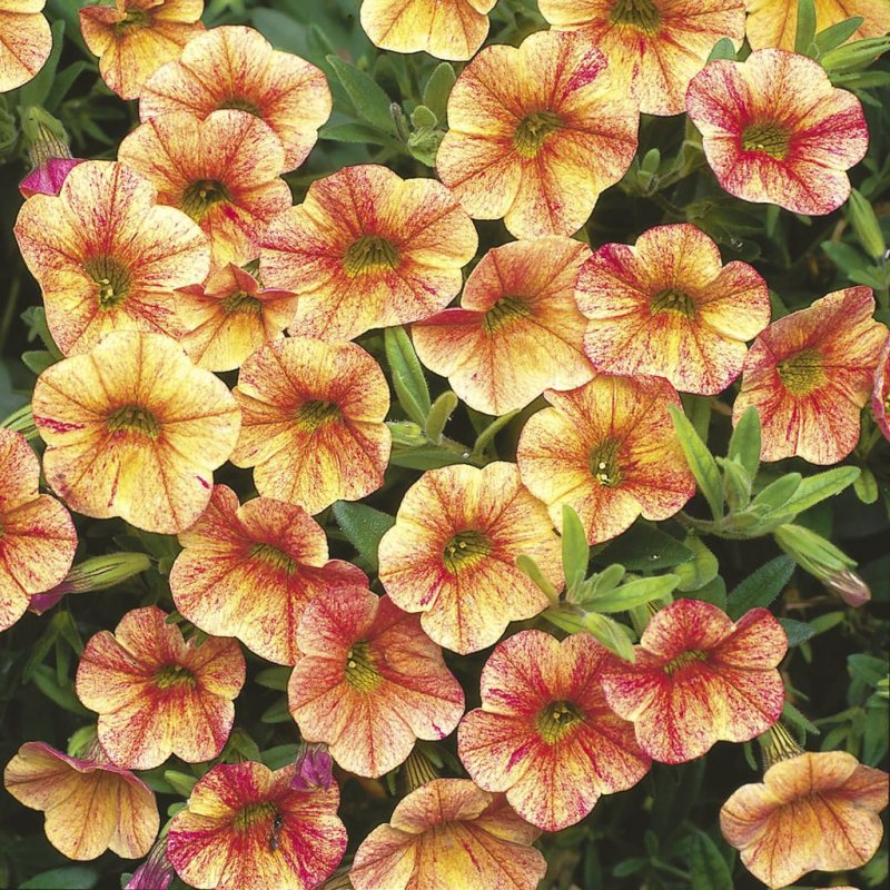 Петуния Petunia Havana