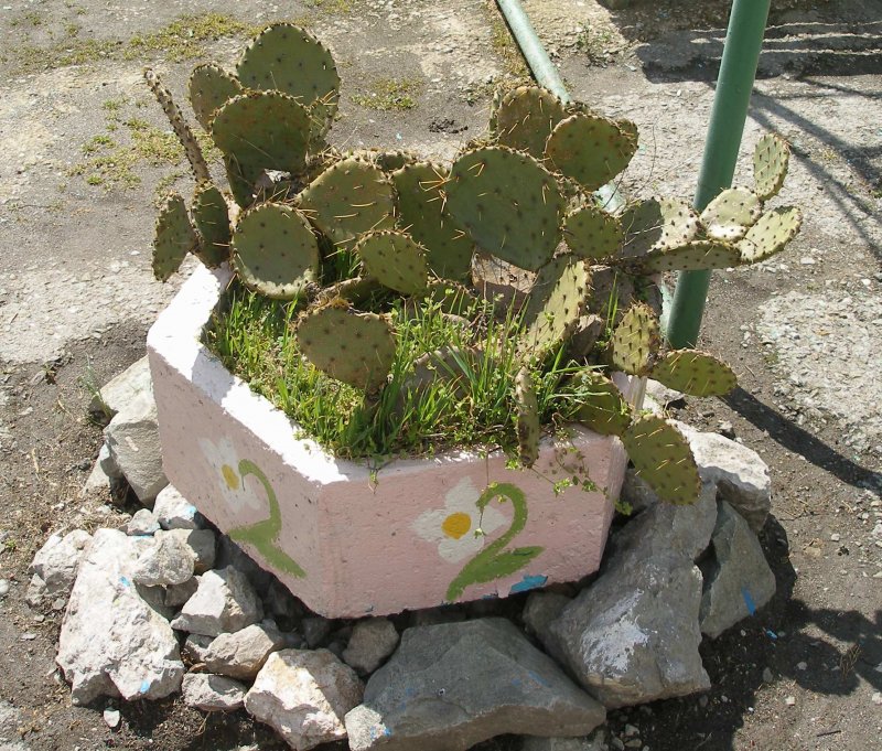 Клумба с кактусами