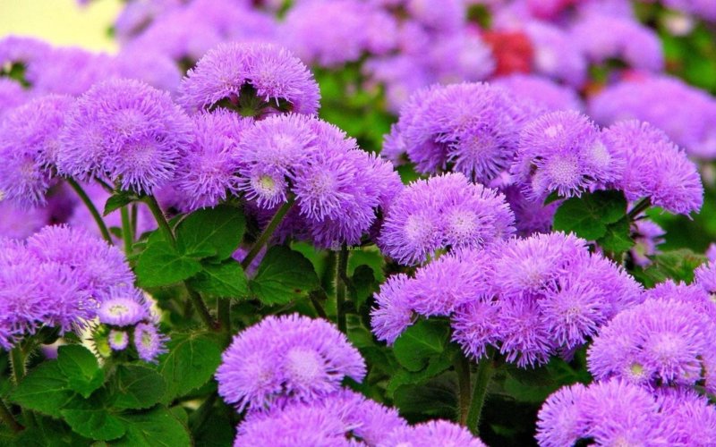 Агератум Хоустона (Ageratum houstonianum)