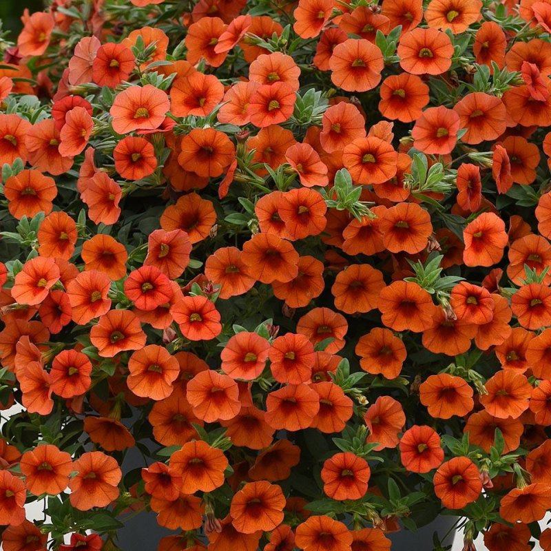 Калибрахоа kali Orange