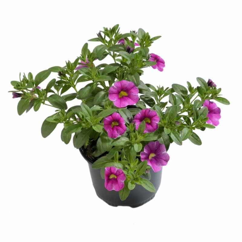 Калибрахоа Calibrachoa kali Red Pink Lace