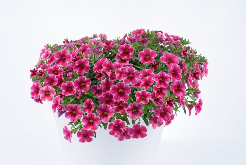 Калибрахоа Colibri Cherry Lace