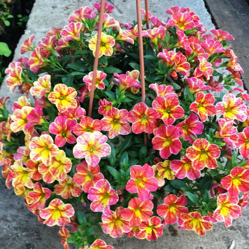 Калибрахоа Tropical Sunrise
